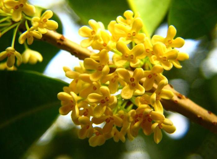 红楼梦与普洱茶,红楼梦木樨清露怎么做