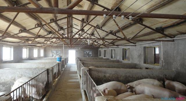 小猪拉稀该怎么办呢,小猪拉稀怎么办不用药最快止泻