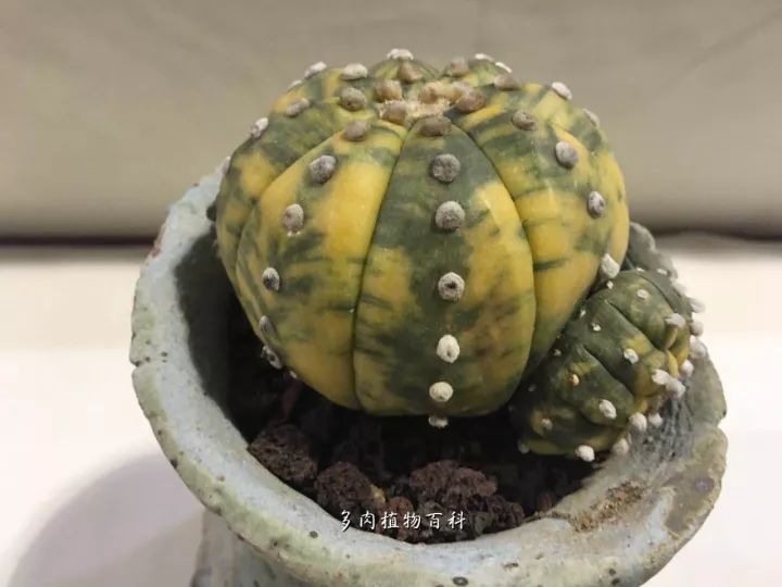 公认最美4种多肉植物图片,2014年上海多肉植物展图片