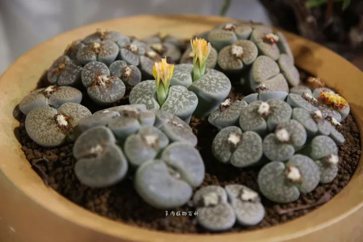 公认最美4种多肉植物图片,2014年上海多肉植物展图片