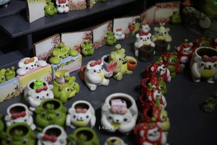 公认最美4种多肉植物图片,2014年上海多肉植物展图片