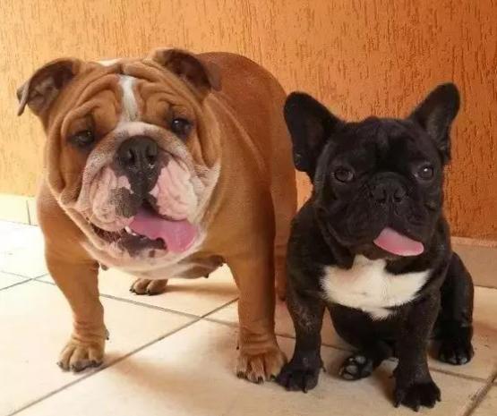 英牛法牛,英牛和法牛杂交品种