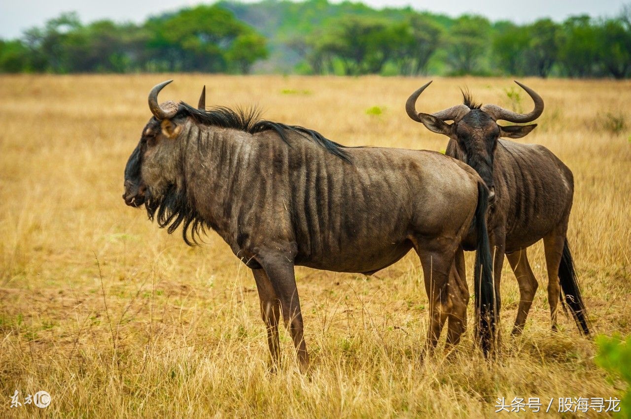 股票中真正的高手是怎样抓牛股的,抓龙头股票技巧和方法是什么