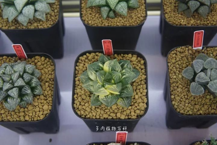 公认最美4种多肉植物图片,2014年上海多肉植物展图片