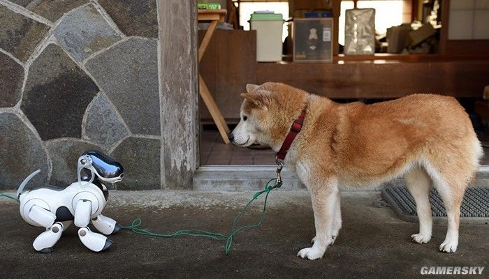 比起在座的诸位它才是一条真“索狗”