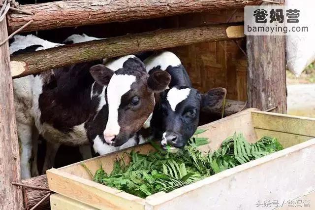 江浙沪十佳亲子酒店,适合亲子酒店推荐