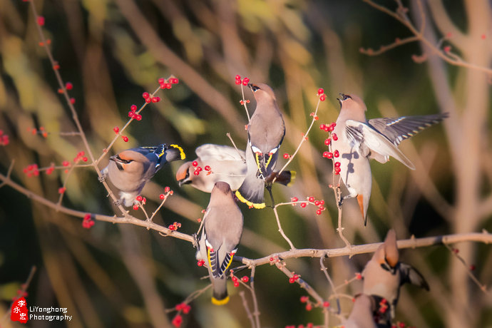 沈阳莫子山公园榆树,沈阳莫子山公园游记