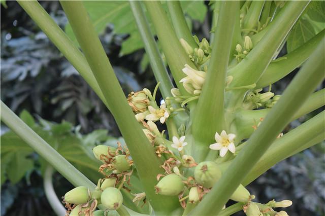 自家树上种的木瓜,在你家门口种了棵树你该怎么办