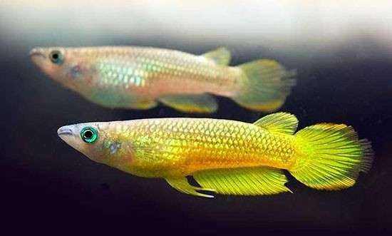 精品小型热带观赏鱼黄金鳉,观赏鱼黄金鳉