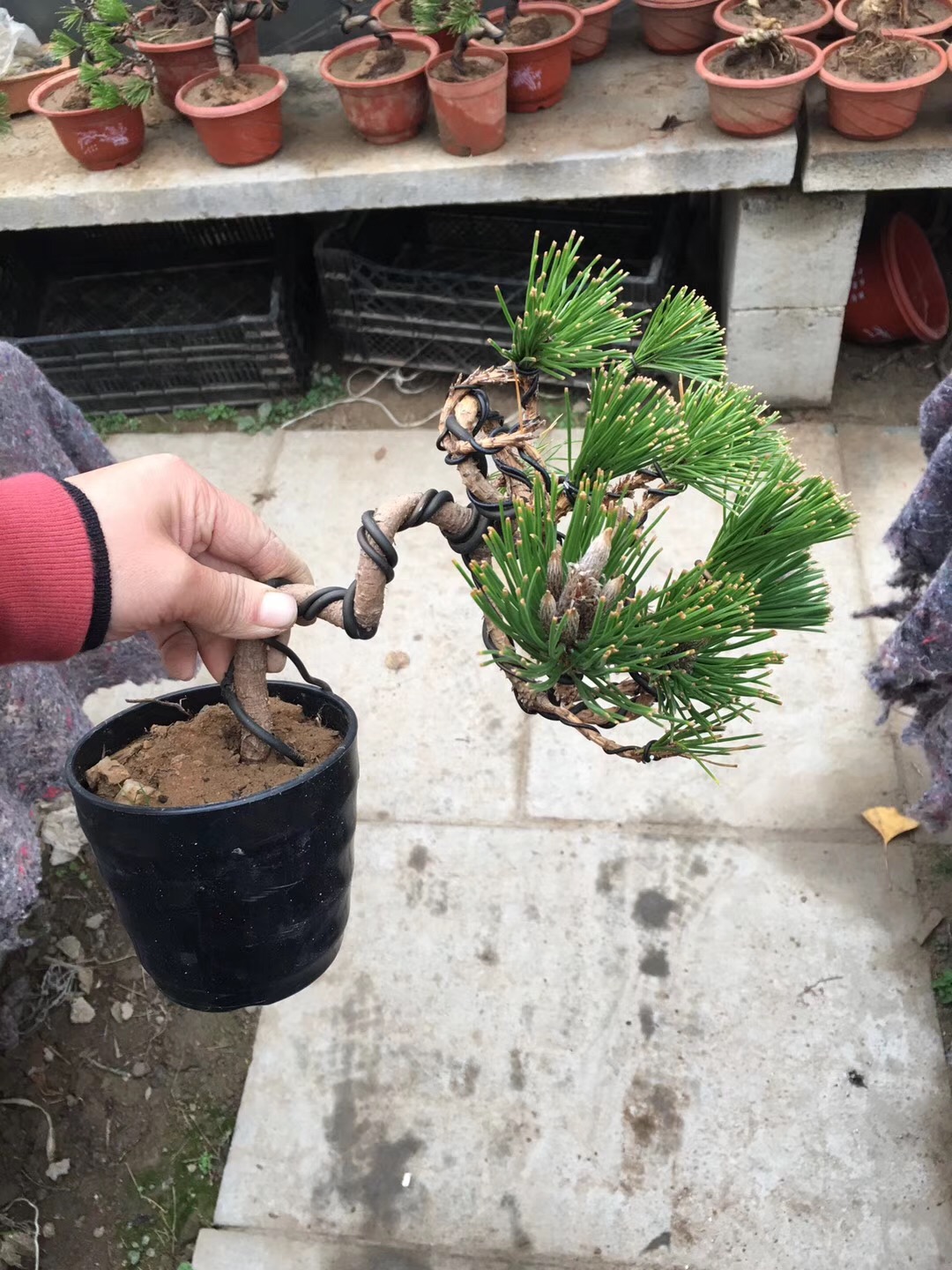 形态各异的黑松盆景,黑松盆景三支素材怎么造型