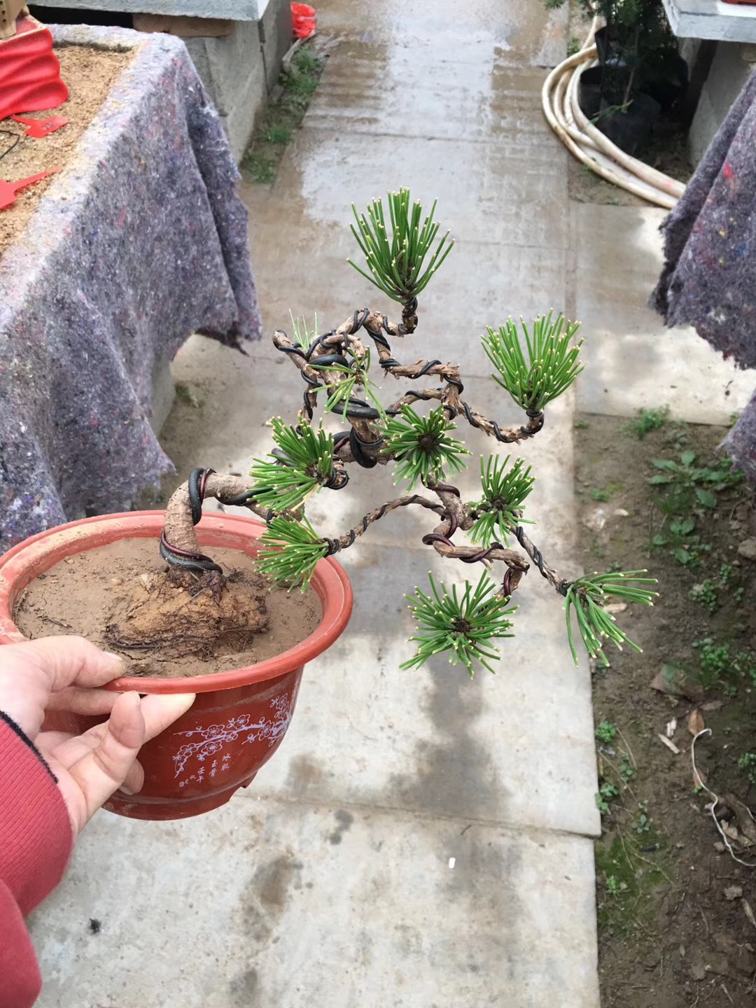 形态各异的黑松盆景,黑松盆景三支素材怎么造型