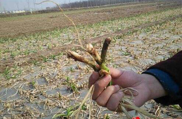 麦茬蒜种植法,重茬蒜地用什么防治地下病虫害