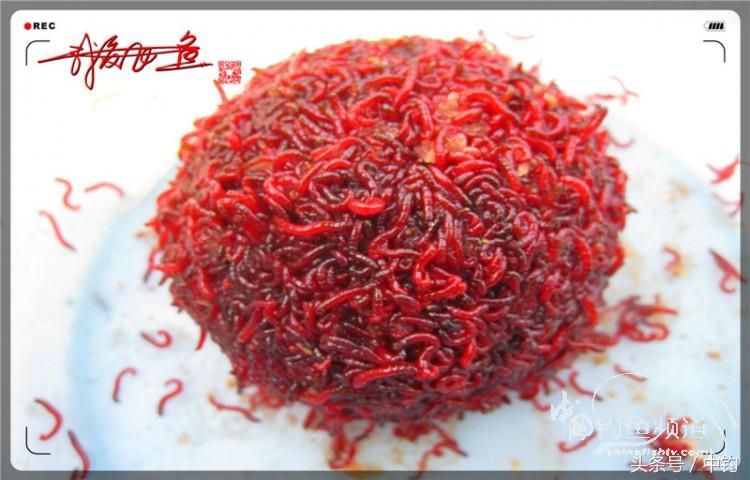 朋友相聚钓罗非,好友们相约一起钓鱼视频