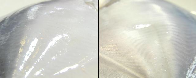 制服一条30年都吃不腻的清蒸鲳鱼，只需要一家米其林必比登餐厅