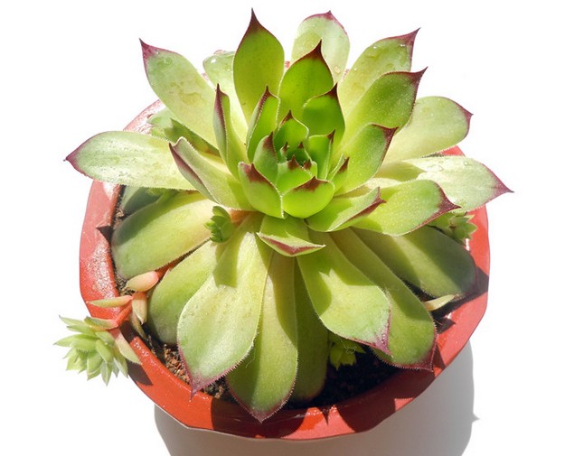 黑叶观音莲病虫害图片,养殖观音莲小技巧