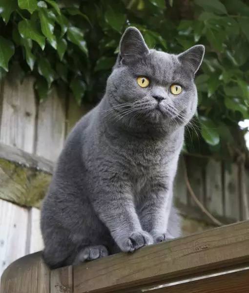 英国短毛猫常见的7种毛色,英国短毛猫在猫界是怎么样的