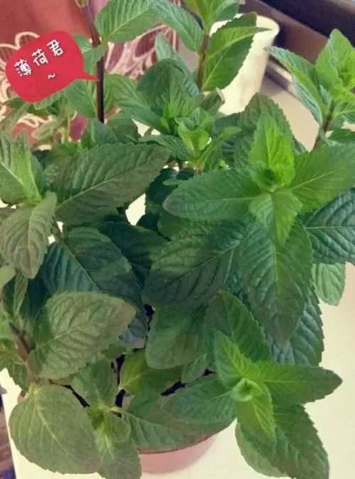 绿植,最安全健康“保护伞”