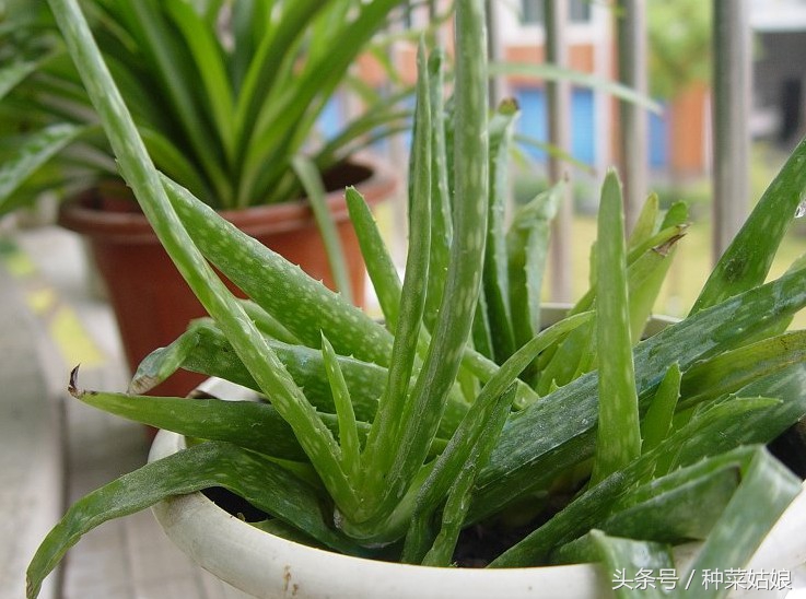 芦荟的种植方法和技巧,芦荟种植的方法与注意事项