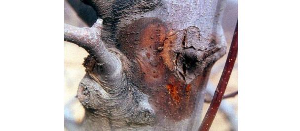 如何做好苹果腐烂病的防治工作?