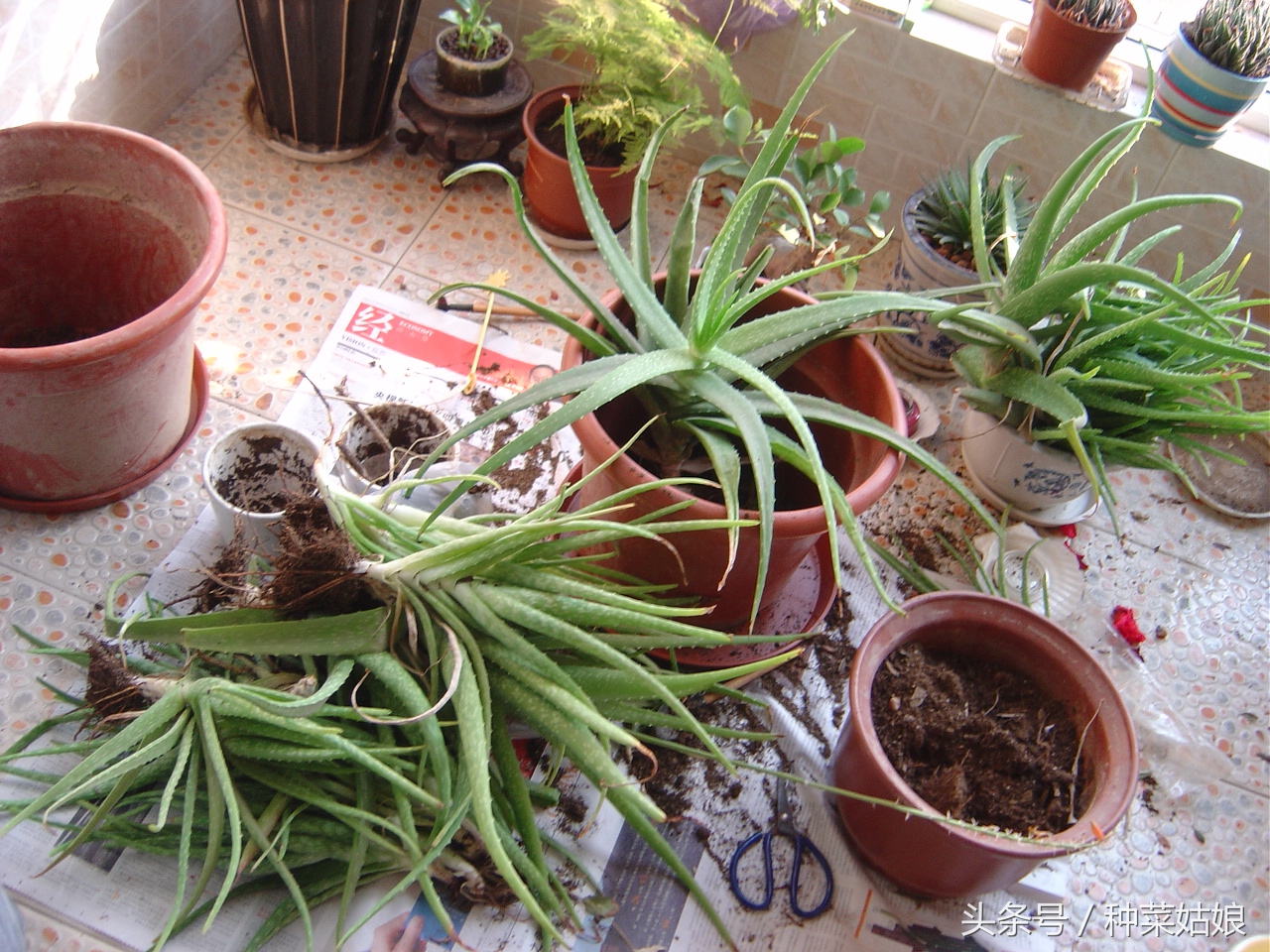 芦荟的种植方法和技巧,芦荟种植的方法与注意事项