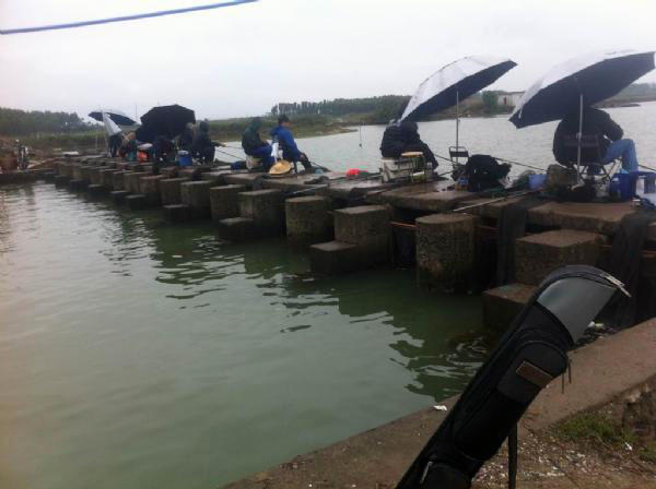 湛江钓水面乌头,湛江雷州钓乌头