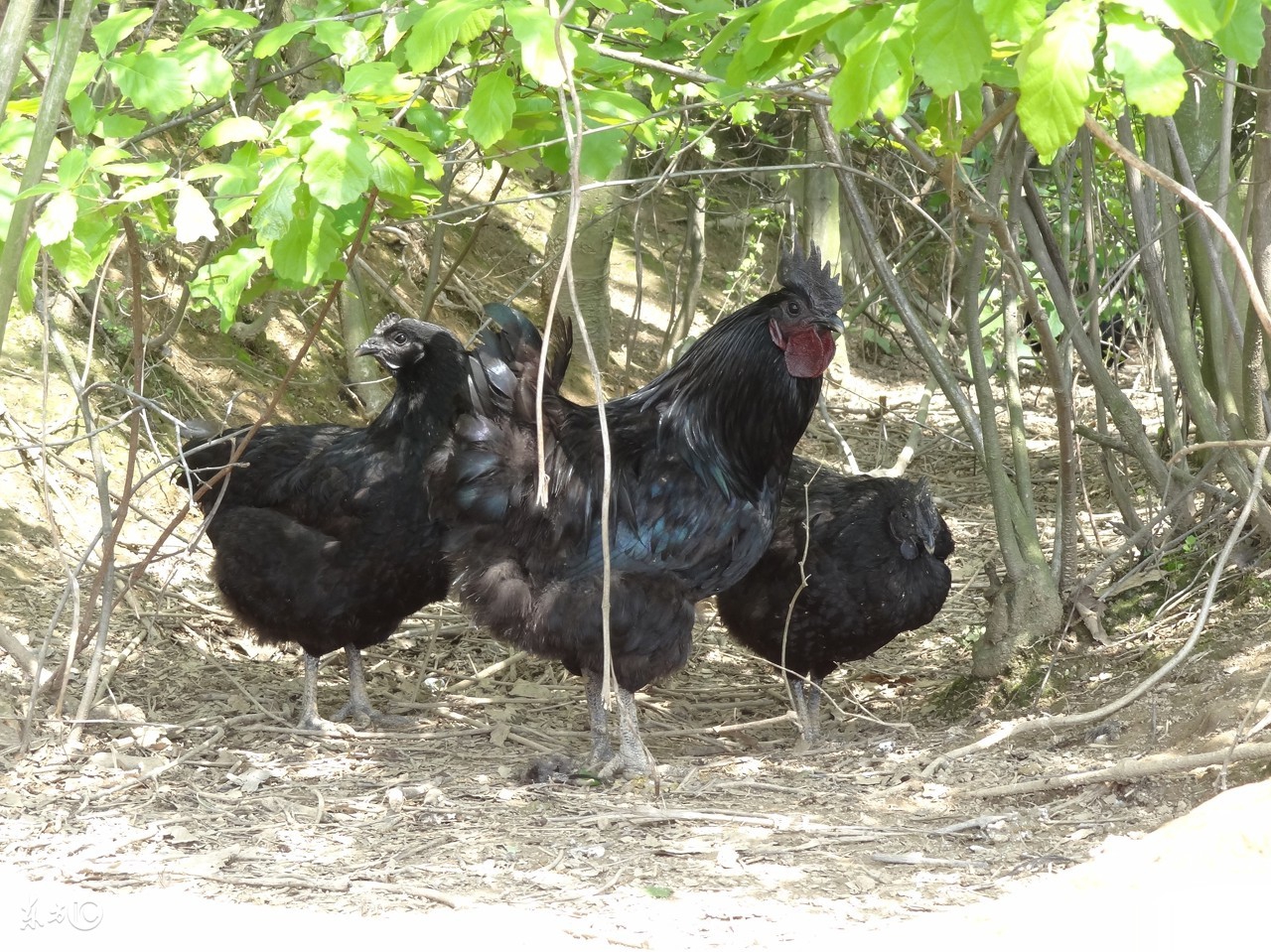 黄麻羽黑皮绿壳蛋鸡图片,东乡县黑羽绿壳蛋鸡品种介绍
