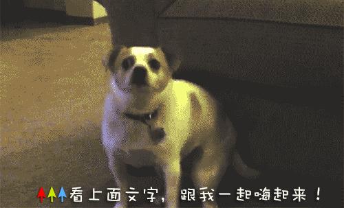 狗为什么爱吃便宜狗粮,给狗子吃好吃的