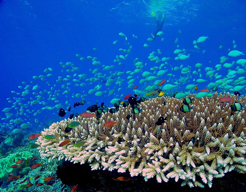 马尔代夫maldives是哪个岛,马尔代夫美居岛海景