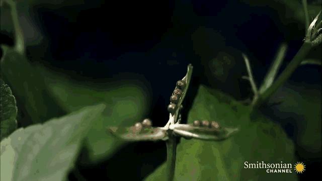 植物传播种子的方法有哪些二年级,植物的果实和种子传播方式有哪些