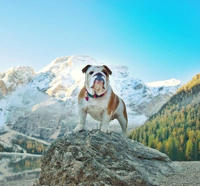 狗狗品种大全及图,狗狗品种大全价格