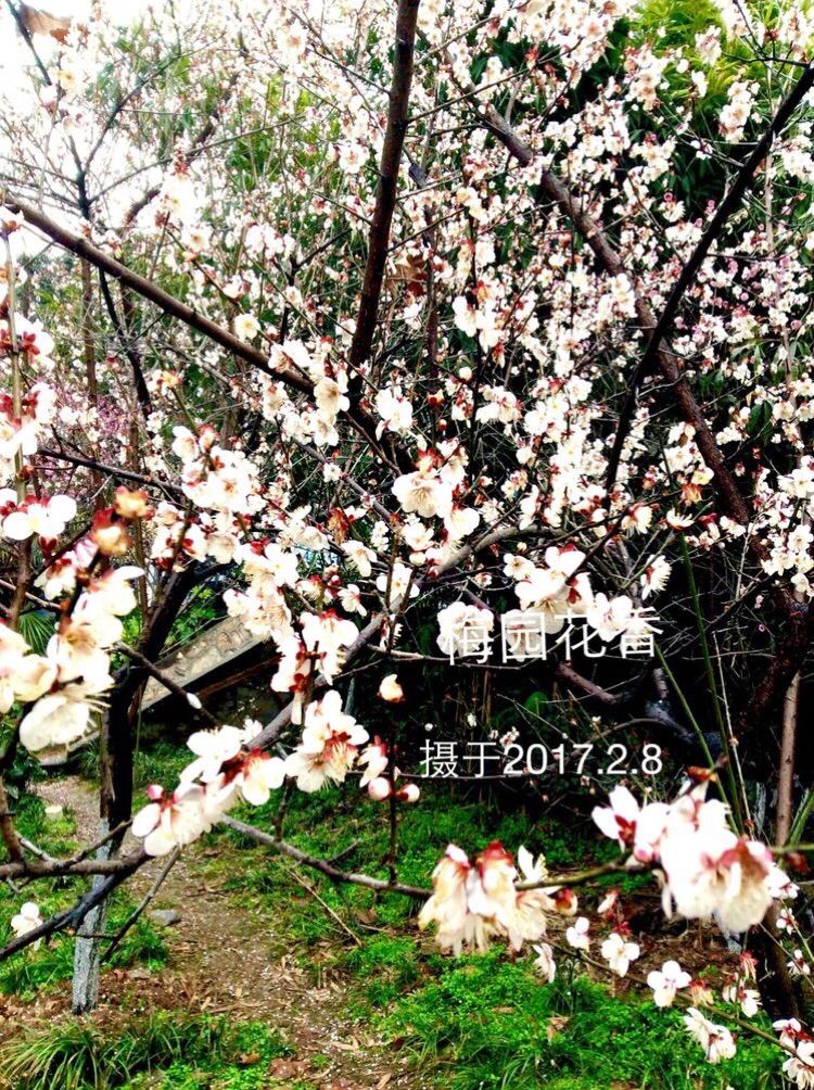 十大最美校园深圳大学,探访最美大学武汉大学