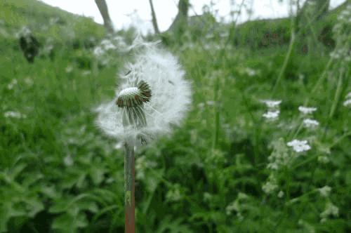 植物传播种子的方法有哪些二年级,植物的果实和种子传播方式有哪些