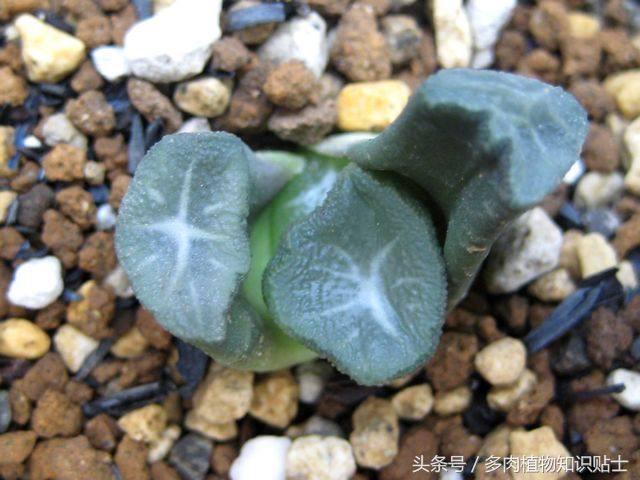 日本也买假货？这些多肉植物就是铁证！