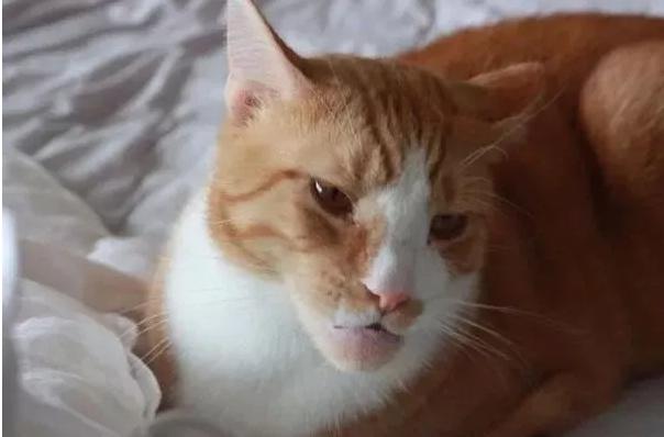 哈哈哈，原谅我拖拉机般的笑声！当喵星人被蜜蜂蜇了之后