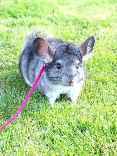 龙猫需要哪些生活用品,龙猫的窝最简单布置