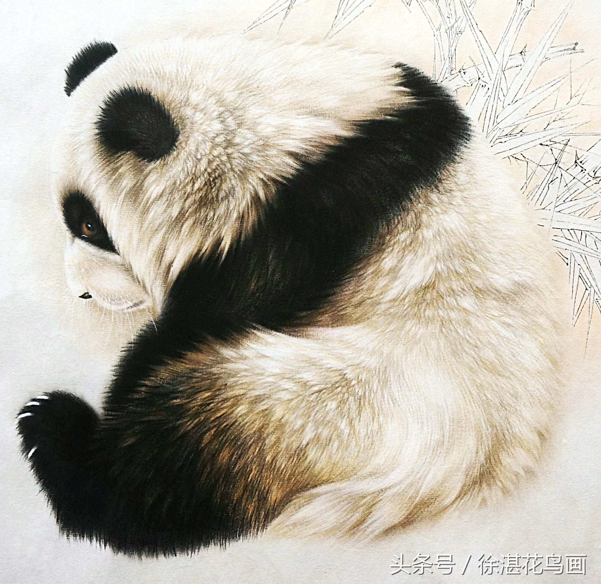 画成熊猫的狗图片,画成熊猫的松狮