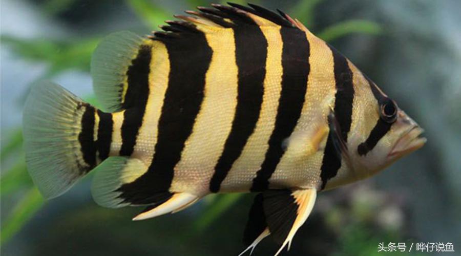 观赏鱼大缸单养霸气的泰国虎鱼,高端观赏鱼泰国虎鱼怎么样