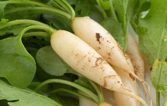 小萝卜有什么营养价值及功效,小萝卜功效与作用及禁忌