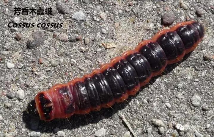 幺蛾子介绍,蛾子的宝宝