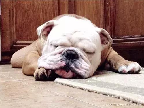 在家打扫卫生要注意安全,家里养宠物犬如何打扫卫生