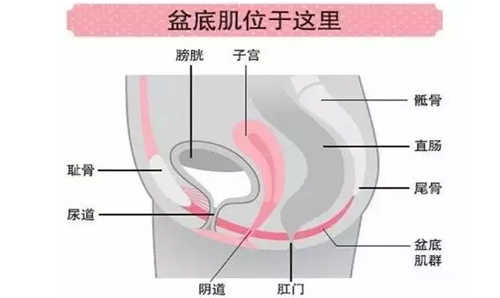 产后很多年做盆底康复有效吗,关爱女性盆底健康让她一直美下去
