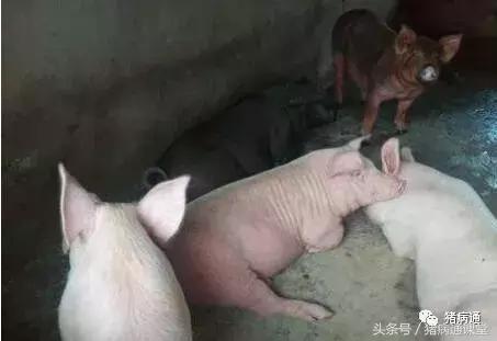 辣椒有何妙用,辣椒在养猪中的妙用