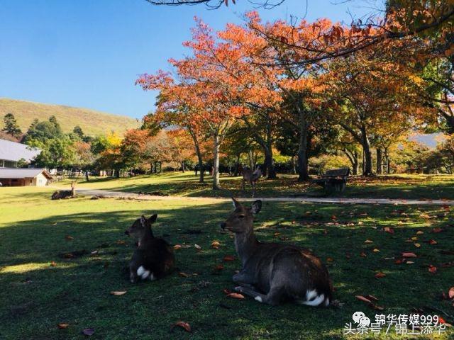 去日本旅游最新攻略,去日本旅游最详细攻略