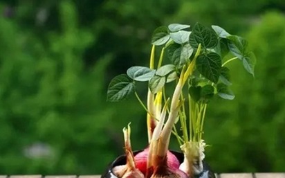 盆栽生姜如何发芽多,生姜发芽了可以种盆栽