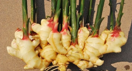 盆栽生姜如何发芽多,生姜发芽了可以种盆栽