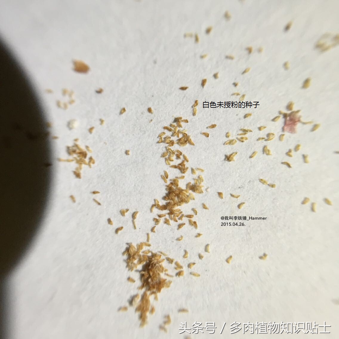 多肉种子有假的吗,多肉种子鉴别