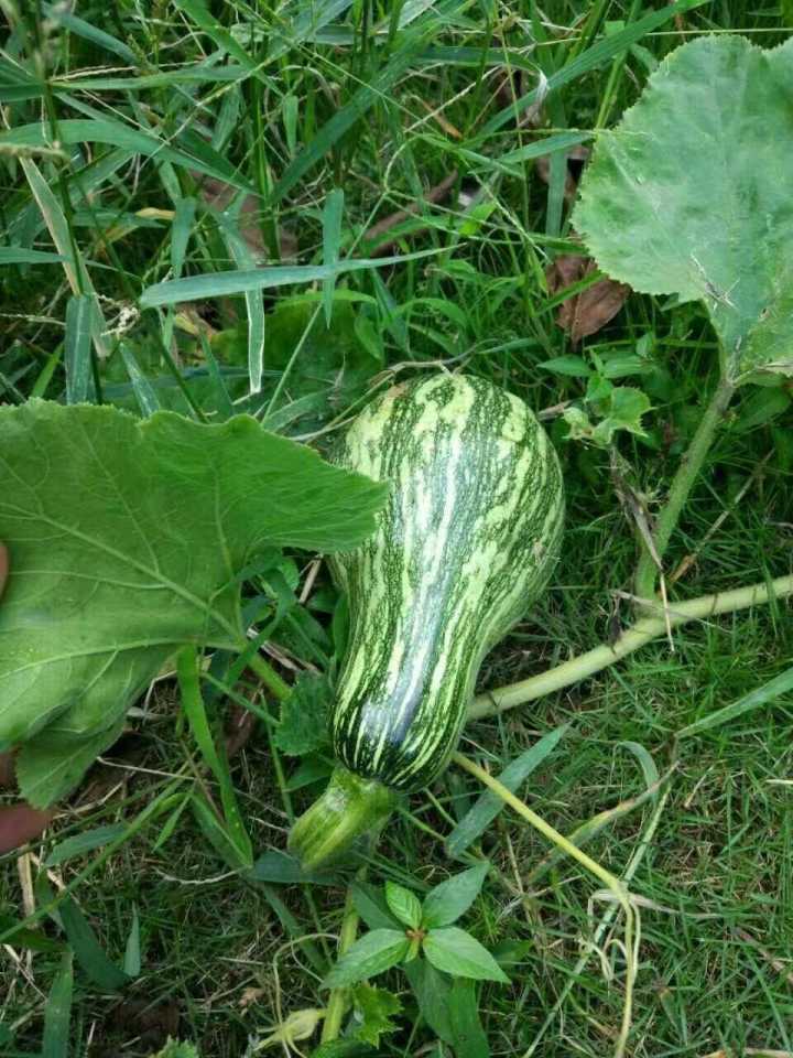 80后斜杠青年装修爆改姑苏民居找寻属于他的诗和远方