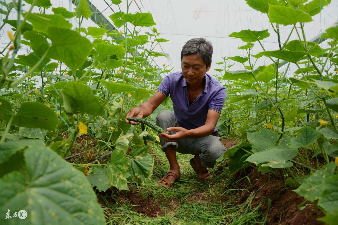 大棚黄瓜土壤盐害怎么解决,黄瓜氨气害最佳治疗方法