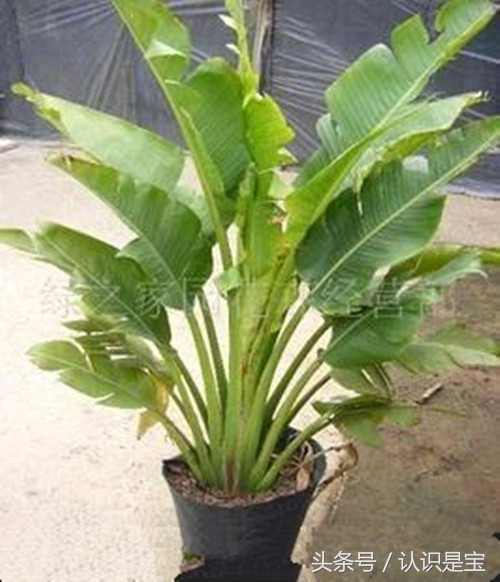 芭蕉树它是怎么来的,讲解芭蕉树