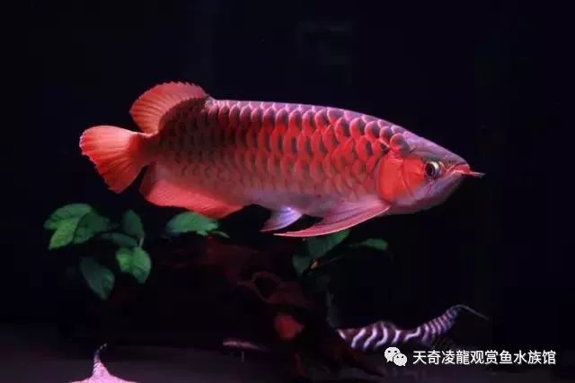 龙鱼受惊,龙鱼受惊如何封缸